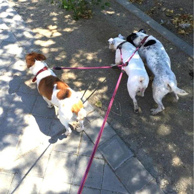 No Tangle 3 Dog Leash Triple Coupler Multi Way Splitter Nylon Dog Leash for Small Dogs Pet Multiple Leash for Walking 3 Puppies